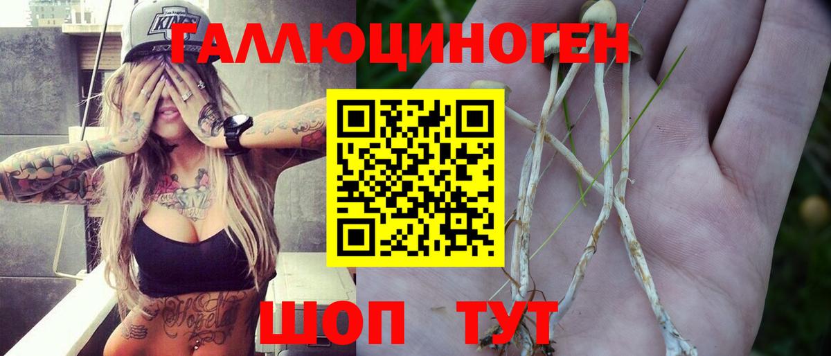 Северск  Псилоцибиновые грибы Psilocybine cubensis  Вход с VPN 